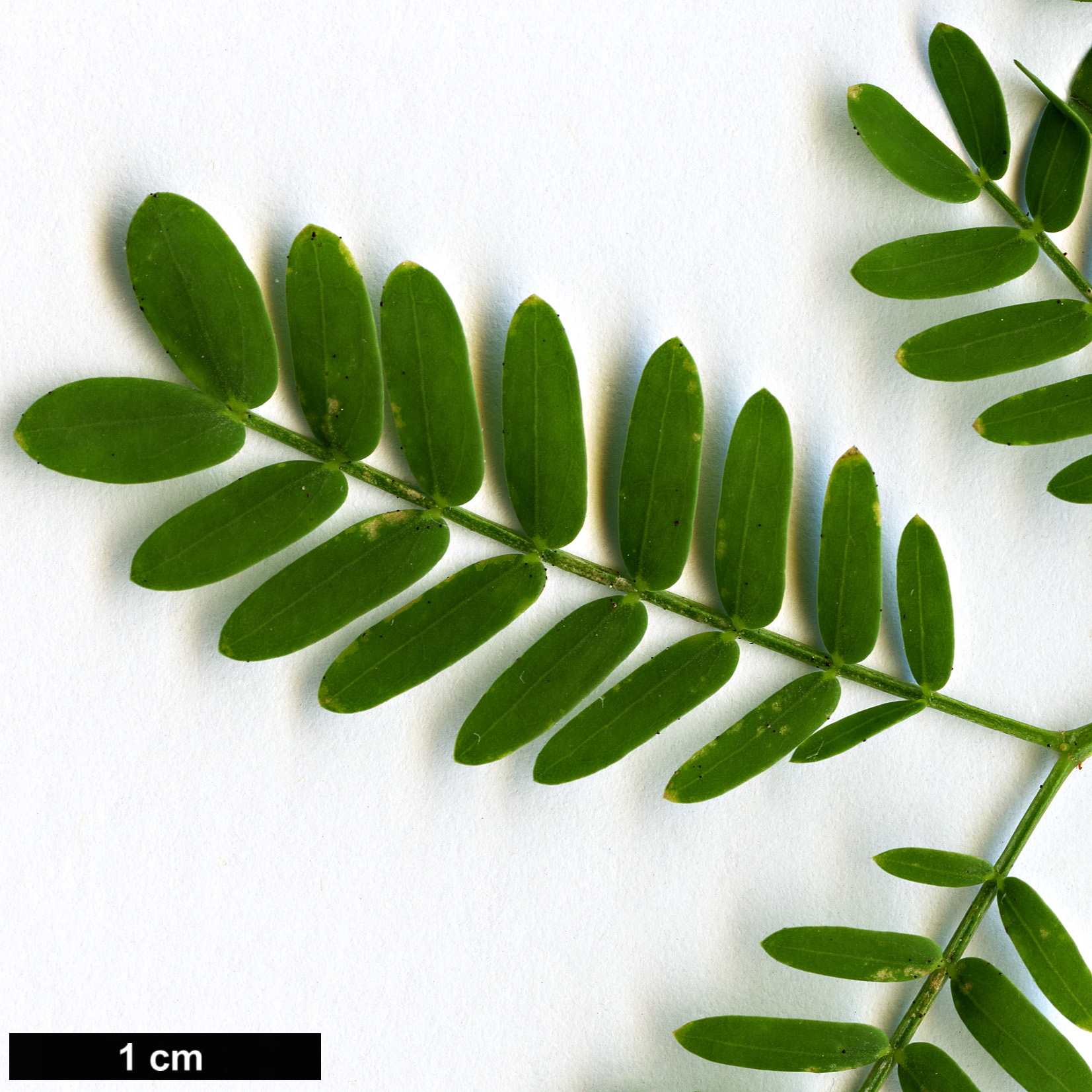 High resolution image: Family: Fabaceae - Genus: Vachellia - Taxon: karroo